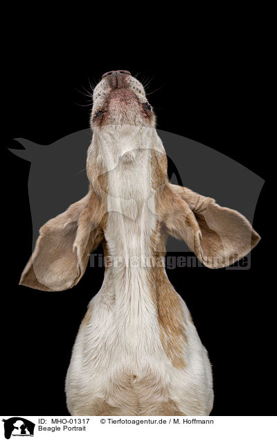 Beagle Portrait / MHO-01317