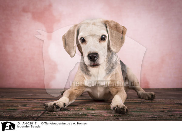 liegender Beagle / lying Beagle / AH-02017