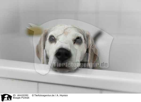 Beagle Portrait / AH-02282