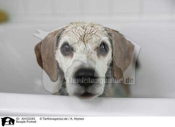 Beagle Portrait / Beagle portrait / AH-02285