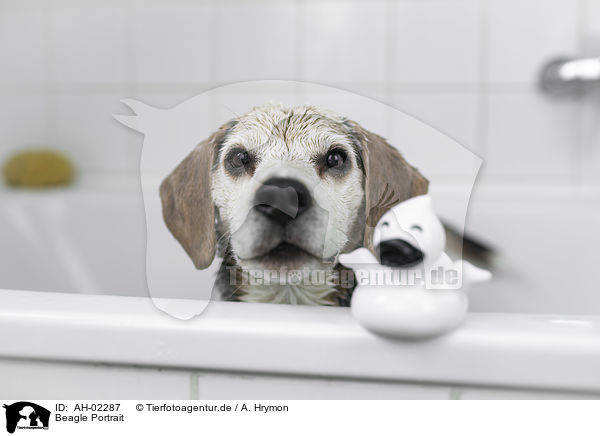 Beagle Portrait / Beagle portrait / AH-02287