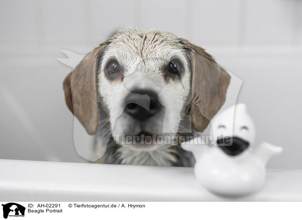 Beagle Portrait / Beagle portrait / AH-02291