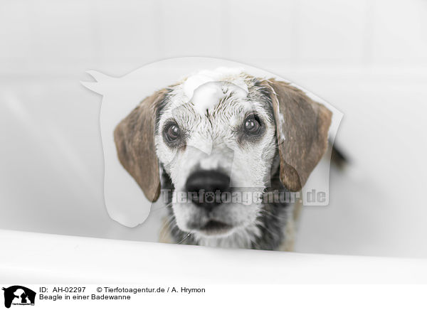 Beagle in einer Badewanne / Beagle in a bathtub / AH-02297