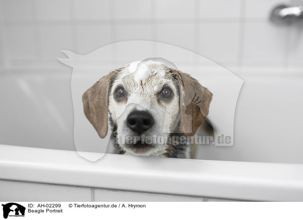 Beagle Portrait / Beagle portrait / AH-02299