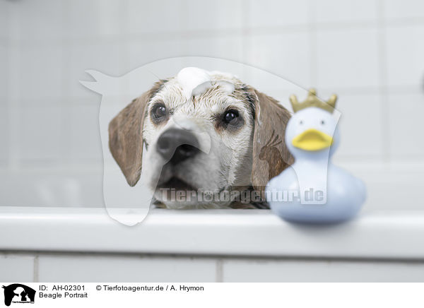 Beagle Portrait / Beagle portrait / AH-02301