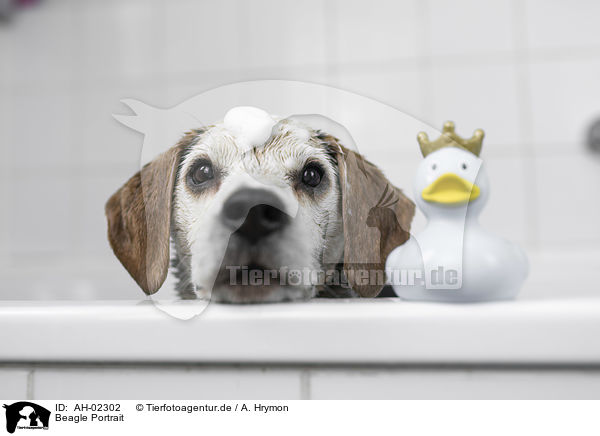 Beagle Portrait / Beagle portrait / AH-02302