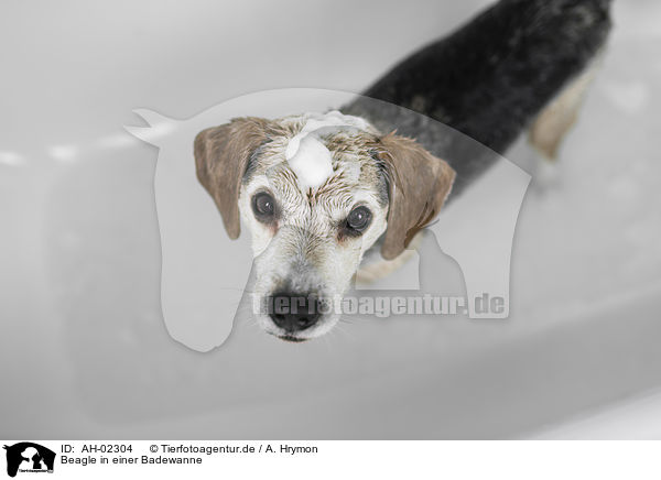 Beagle in einer Badewanne / Beagle in a bathtub / AH-02304