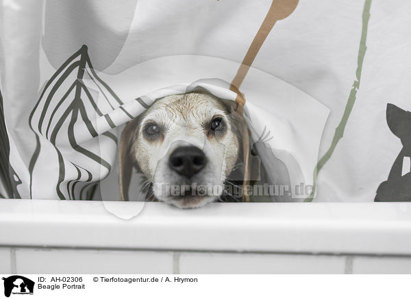Beagle Portrait / Beagle portrait / AH-02306
