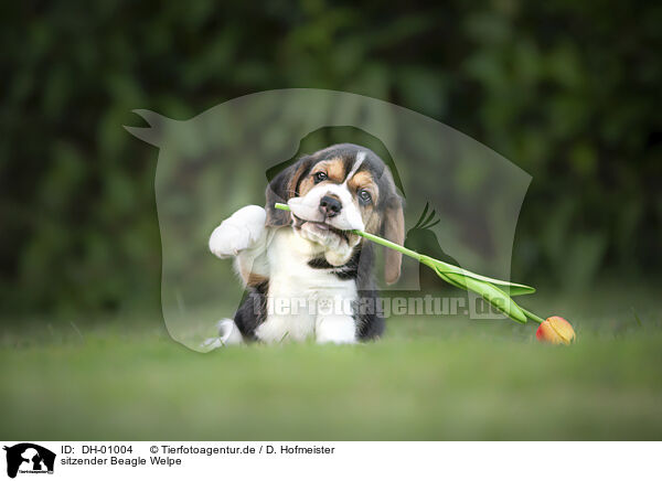 sitzender Beagle Welpe / sitting Beagle puppy / DH-01004