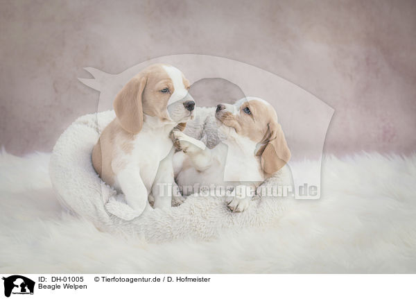 Beagle Welpen / Beagle puppies / DH-01005