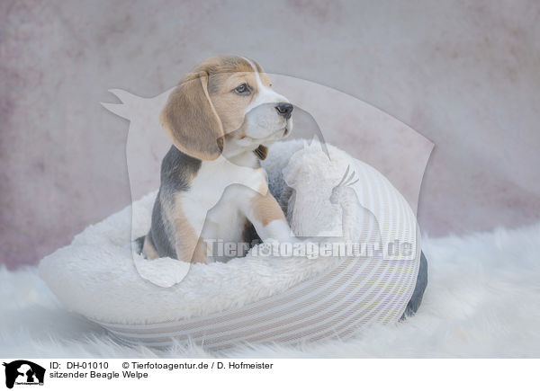sitzender Beagle Welpe / sitting Beagle puppy / DH-01010