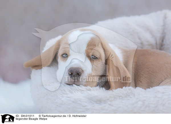 liegender Beagle Welpe / lying Beagle puppy / DH-01011