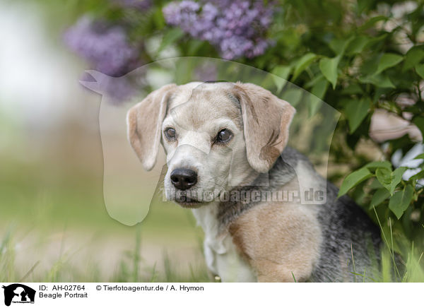 Beagle Portrait / Beagle Portrait / AH-02764