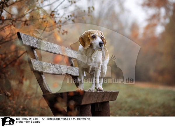 stehender Beagle / standing Beagle / MHO-01335