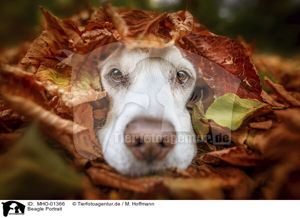 Beagle Portrait / MHO-01366