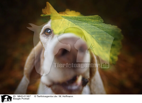 Beagle Portrait / MHO-01367