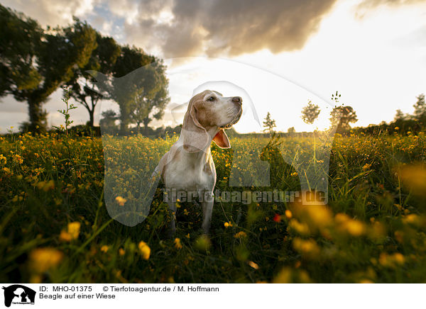 Beagle auf einer Wiese / Beagle on a meadow / MHO-01375