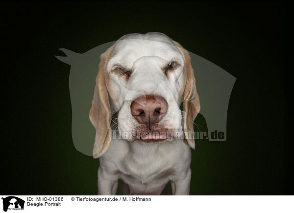 Beagle Portrait / MHO-01386