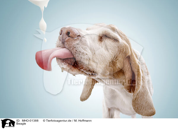 Beagle / Beagle / MHO-01388