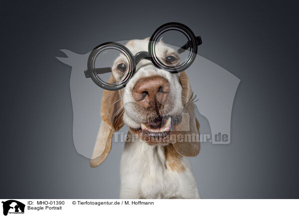 Beagle Portrait / MHO-01390