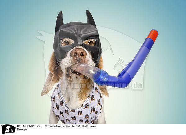 Beagle / Beagle / MHO-01392