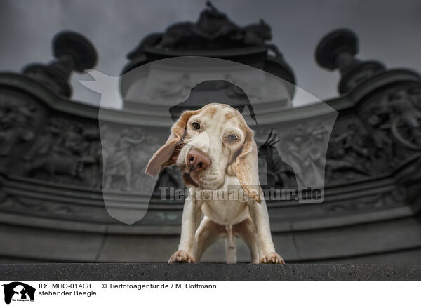 stehender Beagle / standing Beagle / MHO-01408