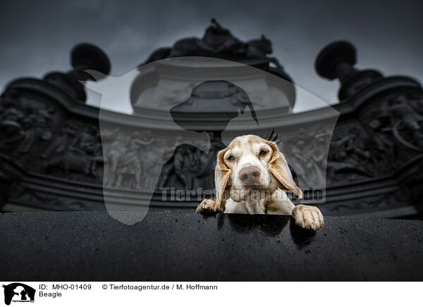 Beagle / MHO-01409