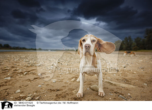 stehender Beagle / MHO-01420