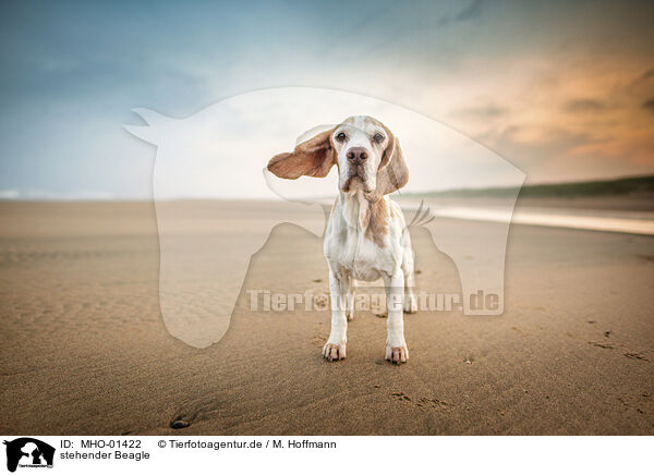 stehender Beagle / MHO-01422