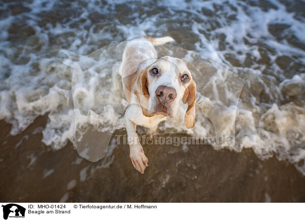 Beagle am Strand / Beagle at the beach / MHO-01424