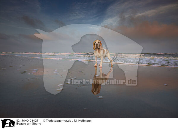 Beagle am Strand / Beagle at the beach / MHO-01427
