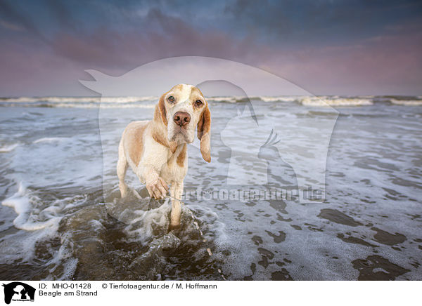 Beagle am Strand / MHO-01428