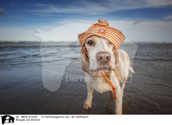 Beagle am Strand / Beagle at the beach / MHO-01429