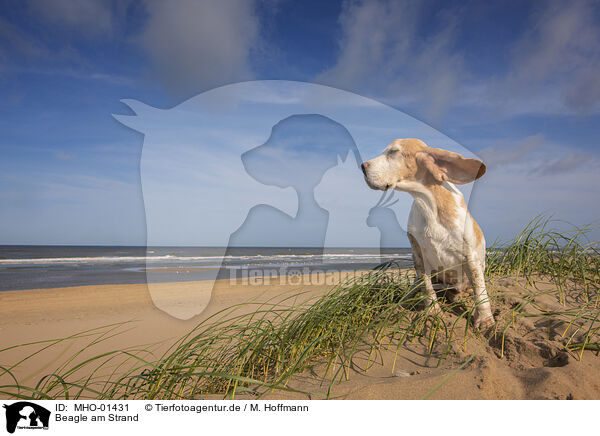 Beagle am Strand / MHO-01431