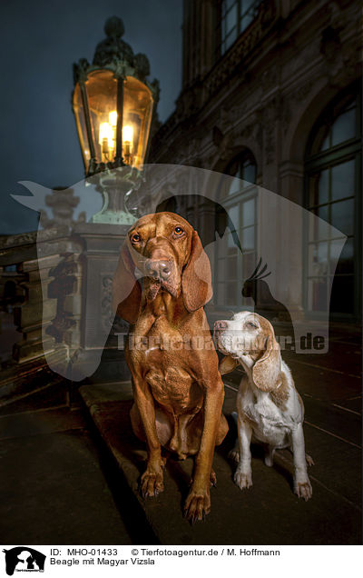 Beagle mit Magyar Vizsla / Beagle with Magyar Vizsla / MHO-01433