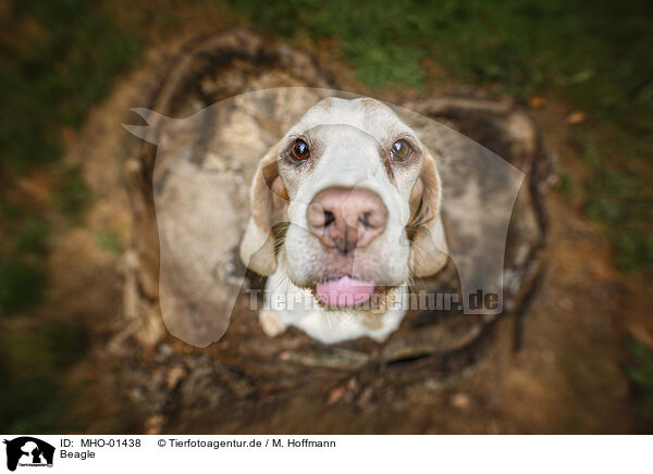Beagle / MHO-01438
