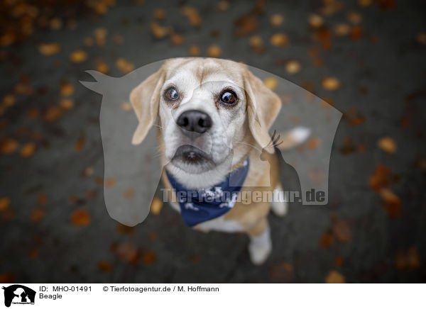 Beagle / Beagle / MHO-01491