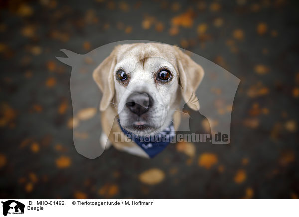 Beagle / Beagle / MHO-01492