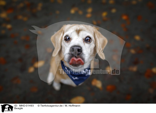 Beagle / Beagle / MHO-01493