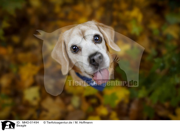 Beagle / Beagle / MHO-01494