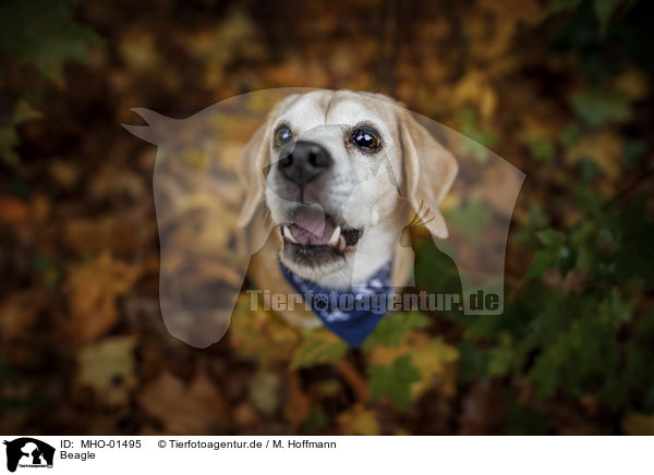 Beagle / Beagle / MHO-01495