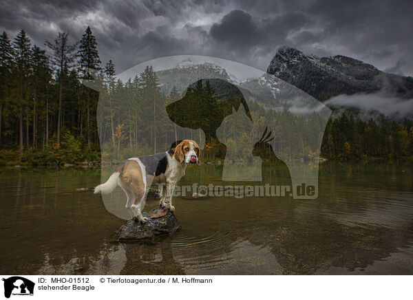 stehender Beagle / standing Beagle / MHO-01512