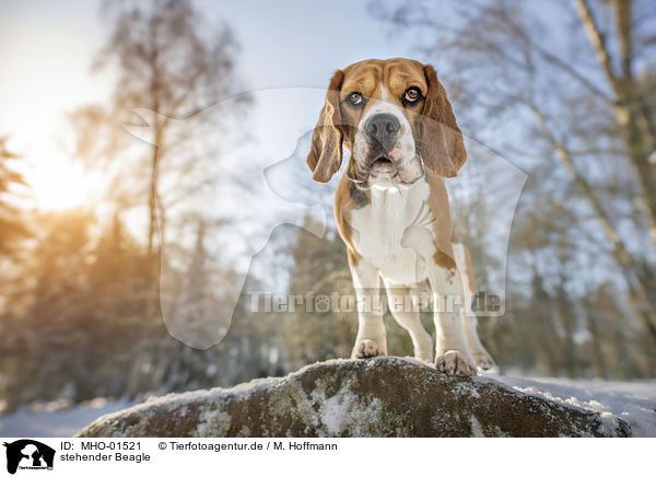stehender Beagle / standing Beagle / MHO-01521