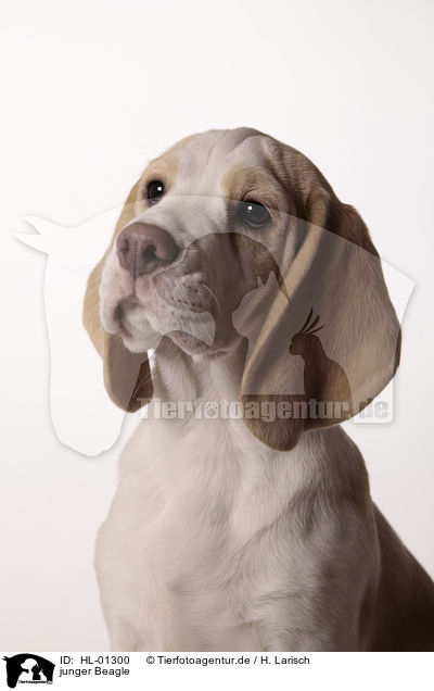 junger Beagle / young Beagle / HL-01300