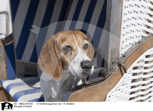 Beagle Portrait / HBO-04345