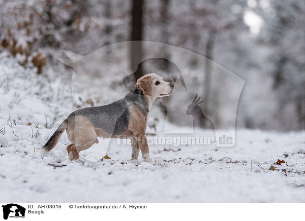 Beagle / AH-03016