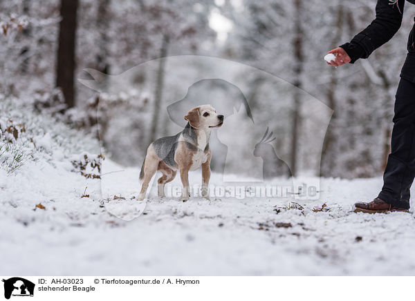 stehender Beagle / standing Beagle / AH-03023