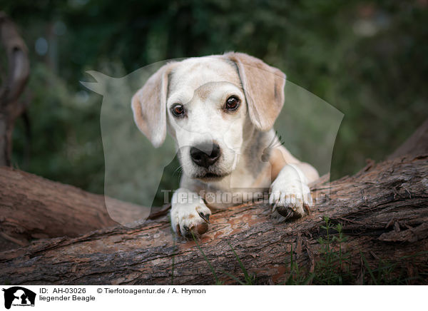 liegender Beagle / AH-03026
