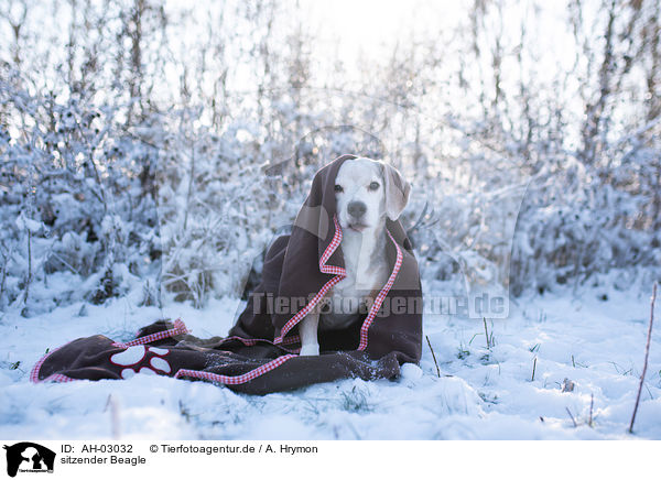 sitzender Beagle / AH-03032