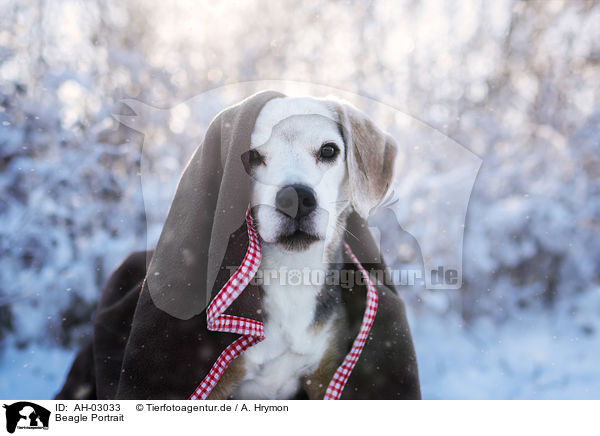 Beagle Portrait / AH-03033